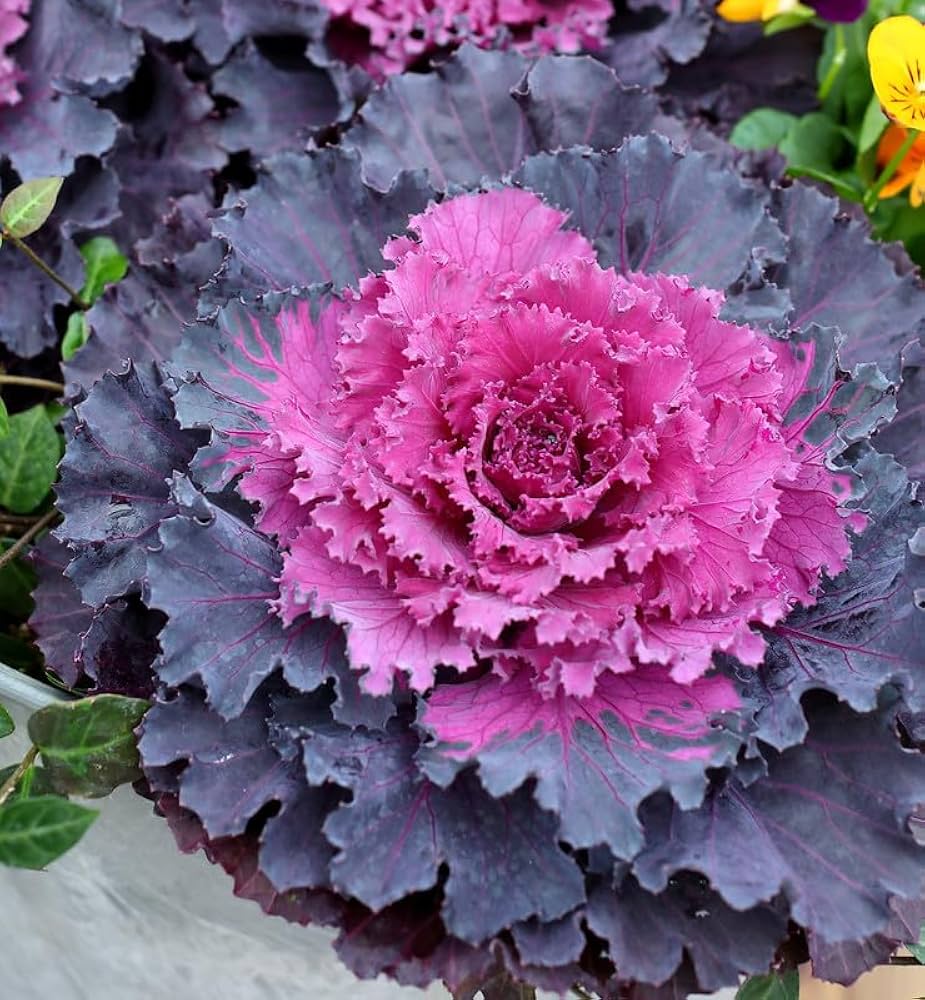 Kale Colorful Flowering Ornamental Cabbage - for planting in home garden